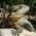 Avatar de Swordsdragon