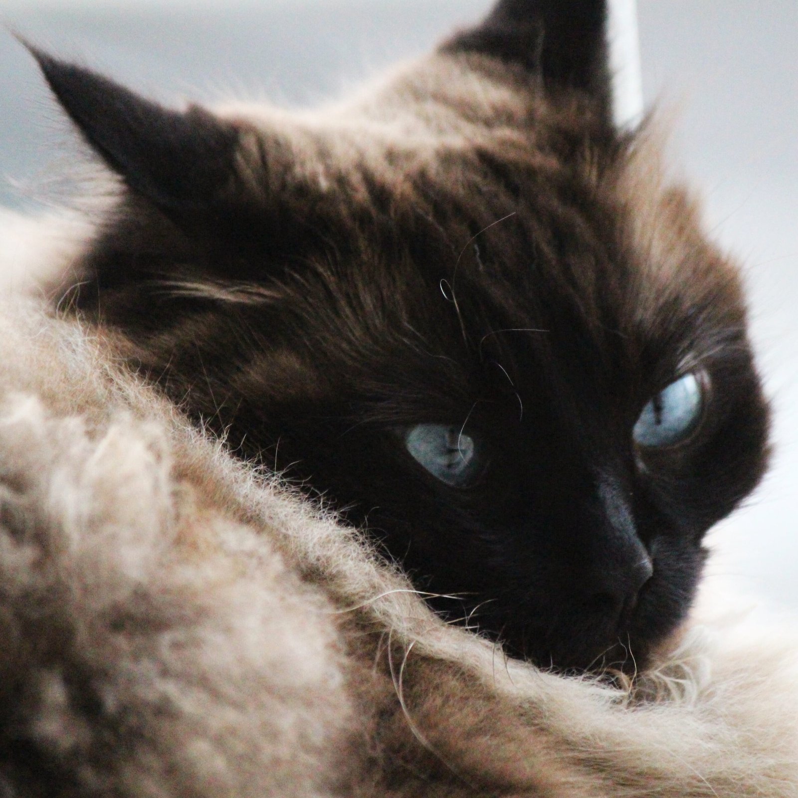 Uma gata, um baião e dez anos de construção