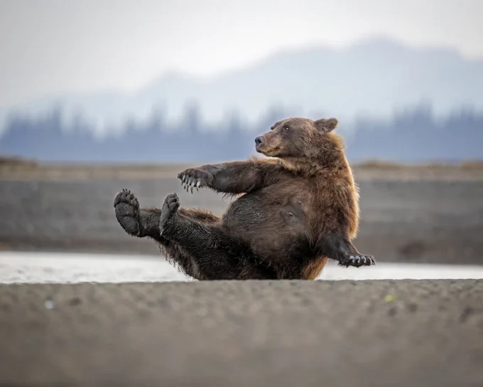 Yoga bear