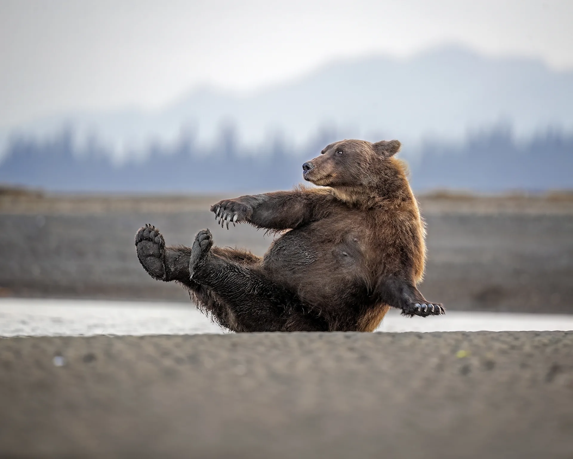 Yoga bear